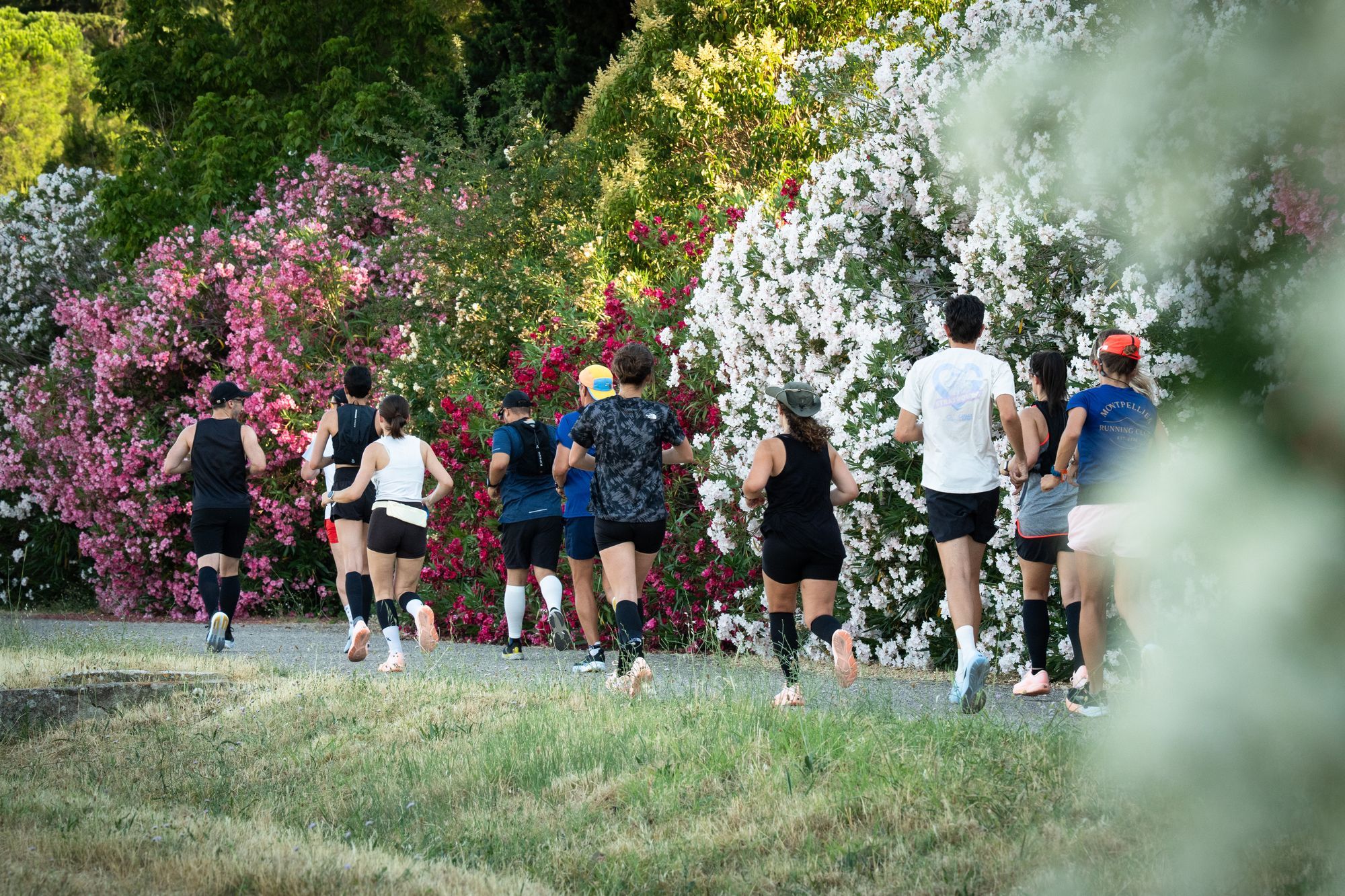 Peloton de coureurs longeant des lauriers roses en fleurs