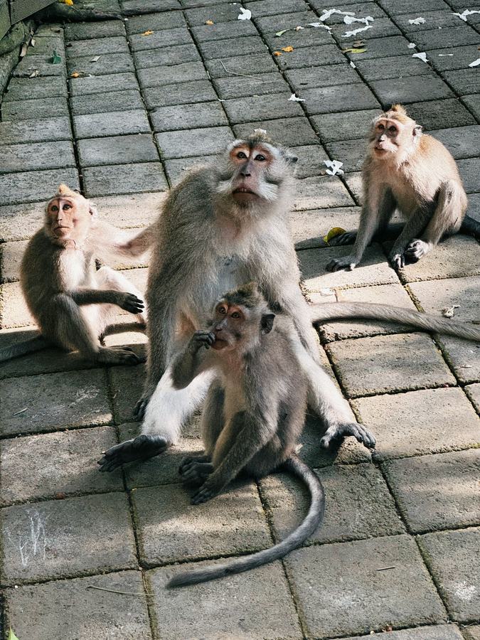 Famille de macaques sur un parvis pavé à Bali