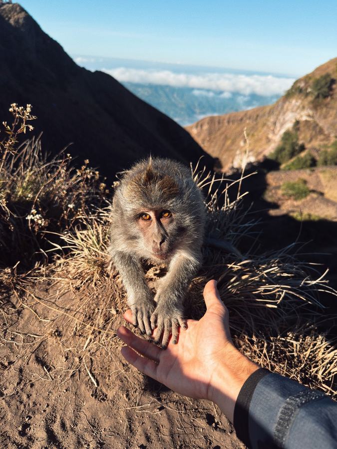 Macaque tendant la patte vers une main sur les pentes du volcan