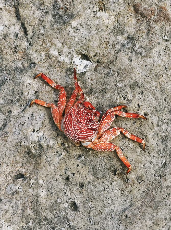 Crabe rouge sur un rocher volcanique